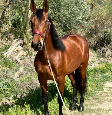 Zafiro